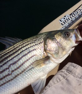 Tactics and gear Kayak striper fishing Seven Stripes